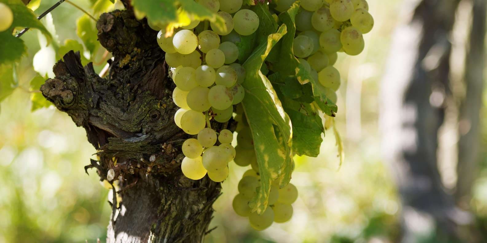 Burgund-Ausflug: Ganztägige Weinberge mit privatem Fahrer
